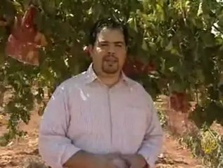 إعادة زراعة القمح محليا بالأردن