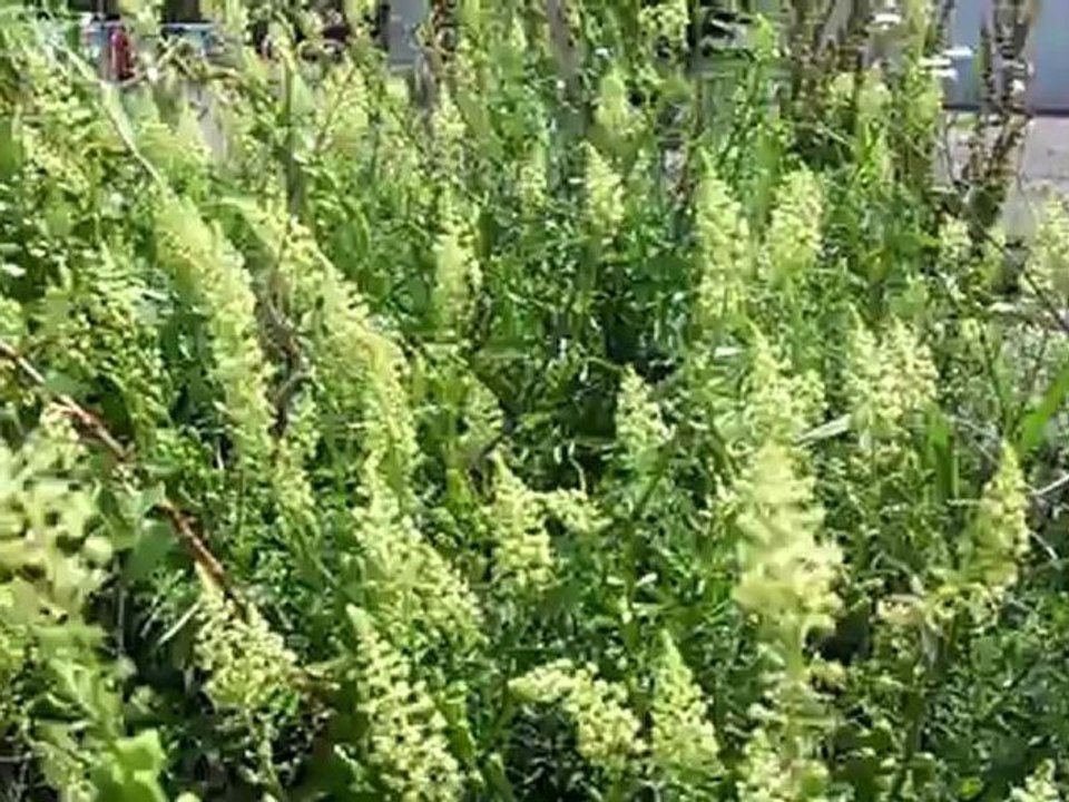 Echium Vulgare et Reseda Lutea in situ