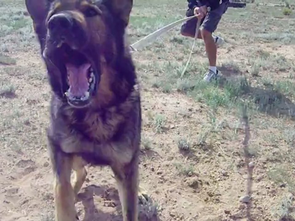 CQB K-9 Counter-terrorist K-9