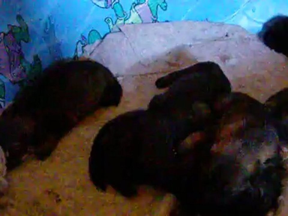 CQB K-9 Puppies Ejmy CQB K-9 & Sirius z Dragon