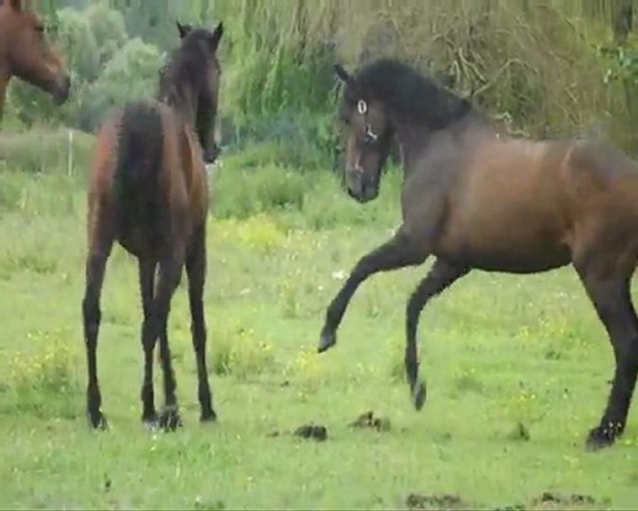 Youyoune mise au pré