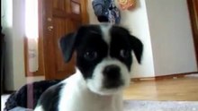 Aprende Como Educar A Un Cachorro Facilmente