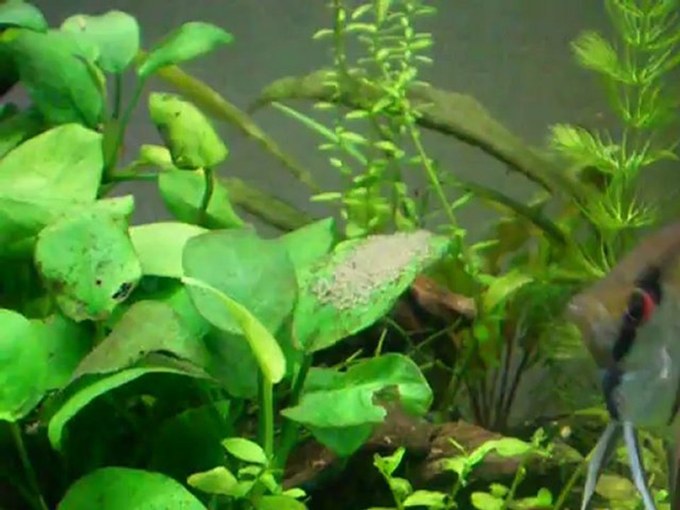 Reproduction scalaires 7, pré éclosion