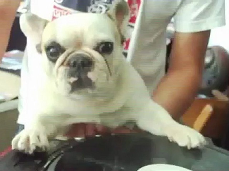Chien DJ scratcheur DJ MAMA. Bulldog francais