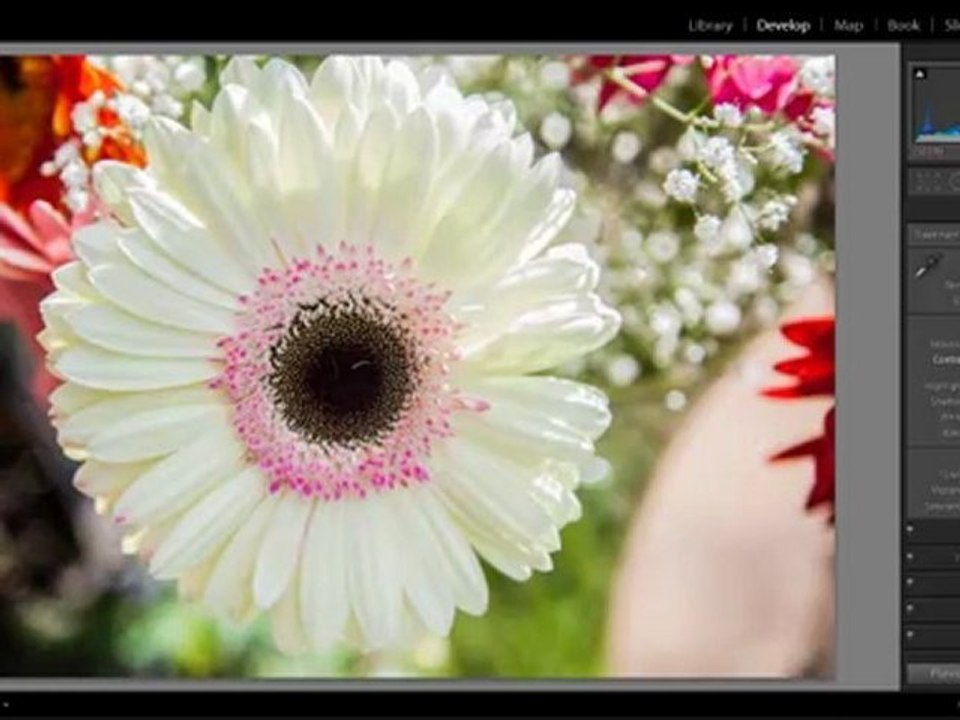 How To Desaturate and Sharpen Your Flower Photos