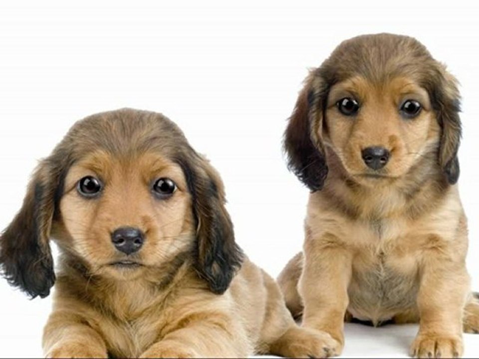 Dog Training With A Purpose Part 1