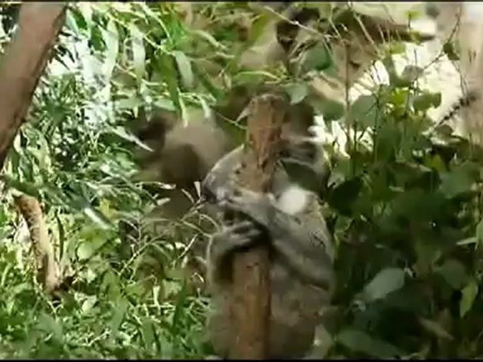 ZOO AQUARIUM SYDNEY NET