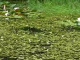 120603 Fontainebleau Faune Grenouilles