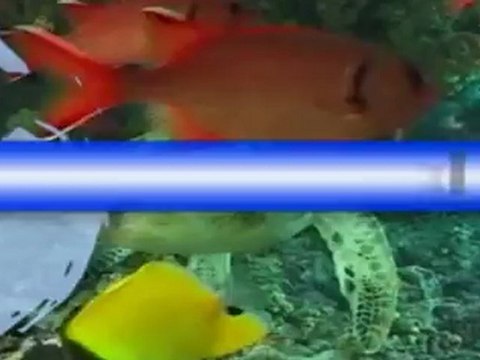 NJTR - Okipation (île de la Réunion) : Clip de la semaine sur Kanal Austral