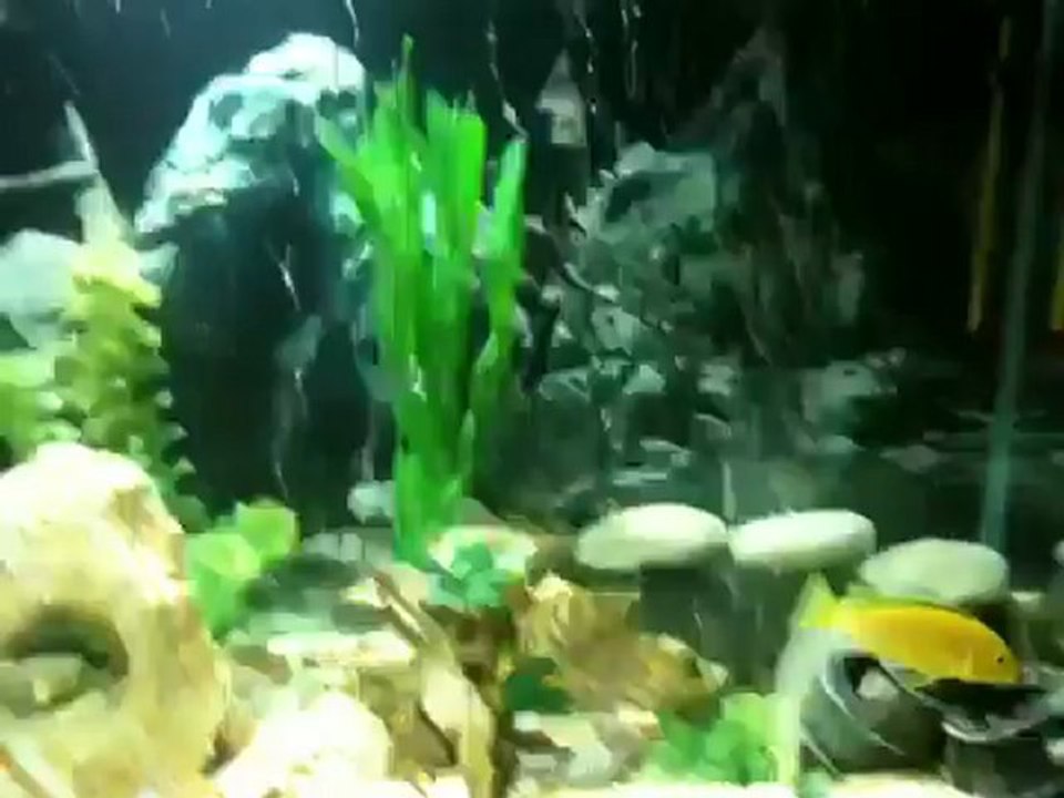 My Malawi Cichlids (ciklet