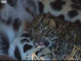Rare Amur leopards born