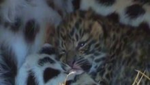 Rare Amur leopards born