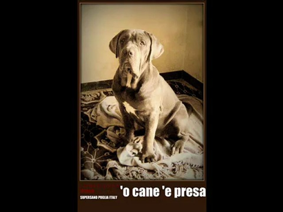 Titania neapolitan mastiff