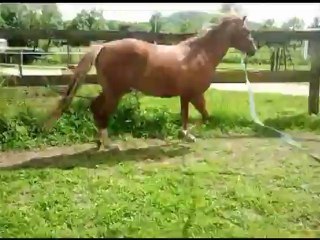 Holly travail longe