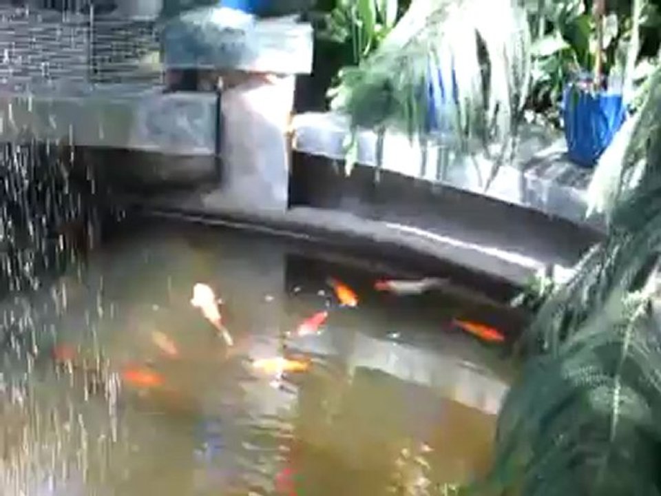 winter garden (3)