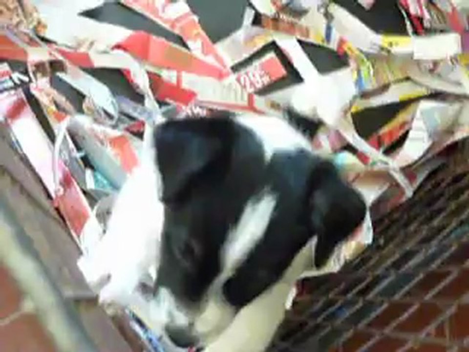 Ma petite Hermione Jack russel (f) 6 semaines