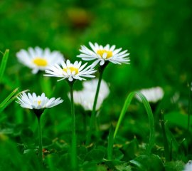 masaj salonu masoz kadıköy istanbul anadolu  masaj salonlari