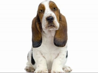 Puppy Dog Training Basics