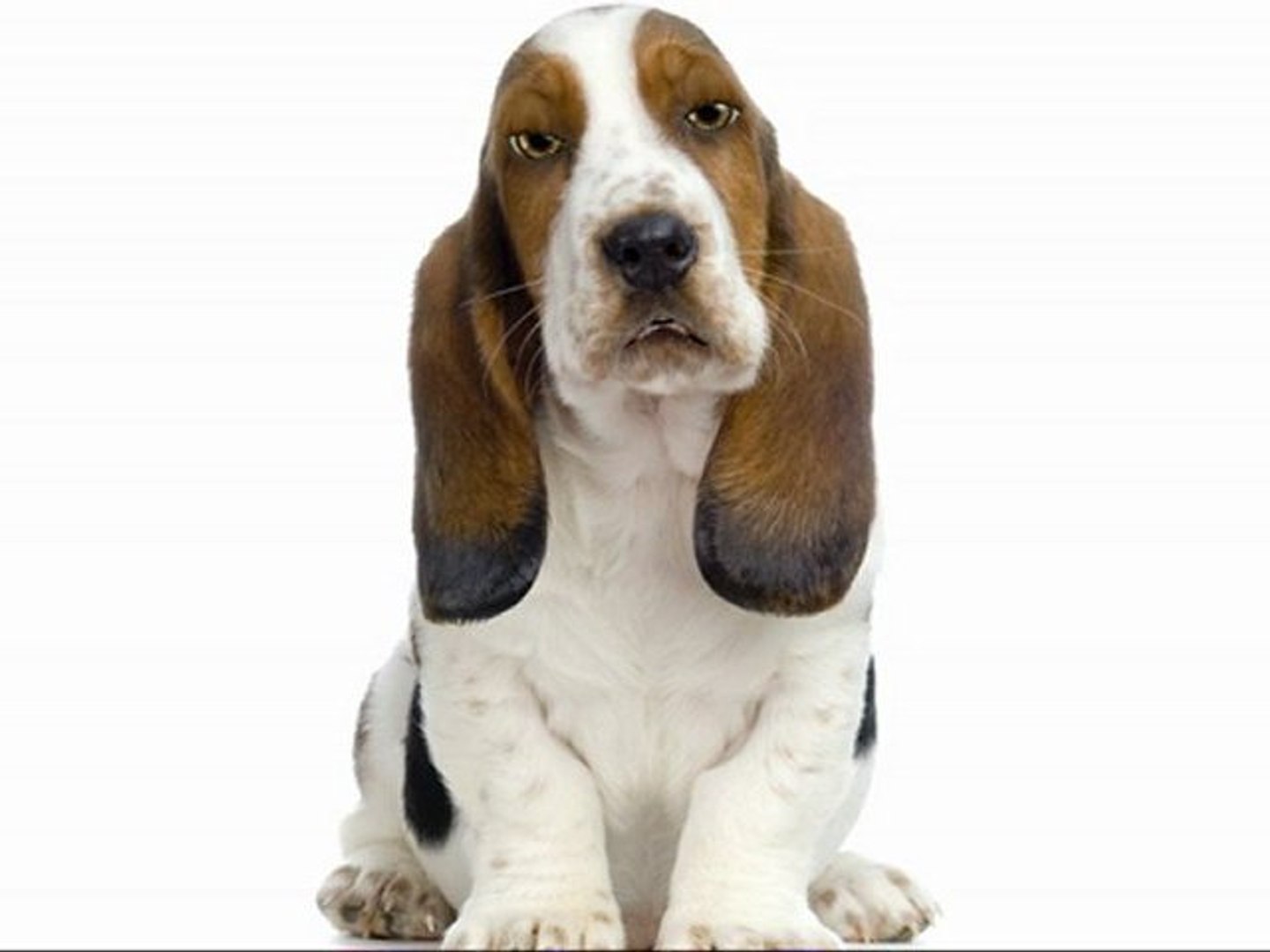 ⁣Puppy Dog Training Basics