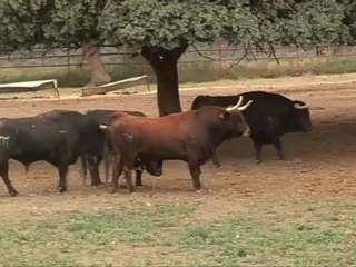 Los toros de El Pilar, preparados para otra carrera rápida en los sanfermines