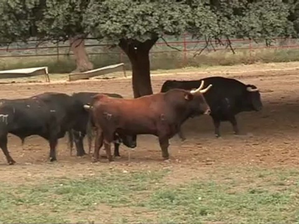 Los toros de El Pilar, preparados para otra carrera rápida en los sanfermines