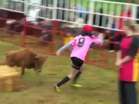 Les vachettes font le show à Ohain