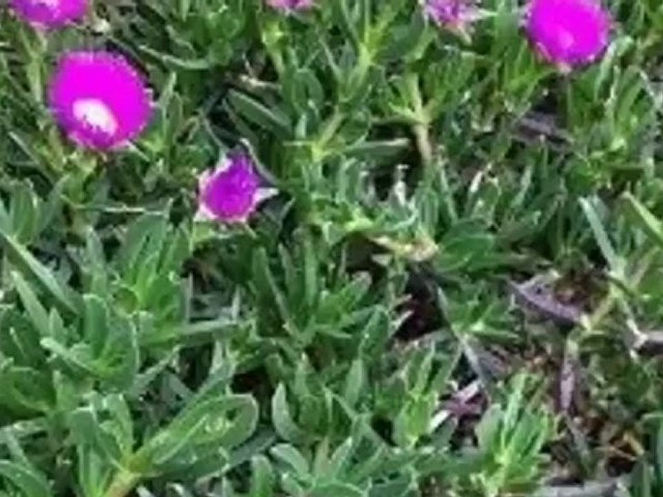 Comment faire une bouture de griffes de sorciere ?