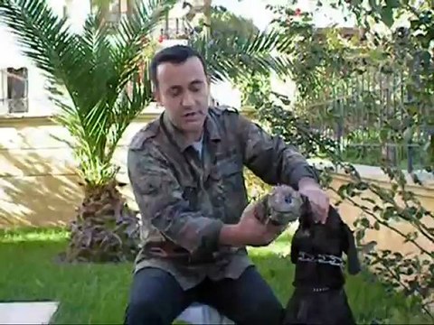 Zorunlu aport Kurzhaar bölüm 2. Limnili