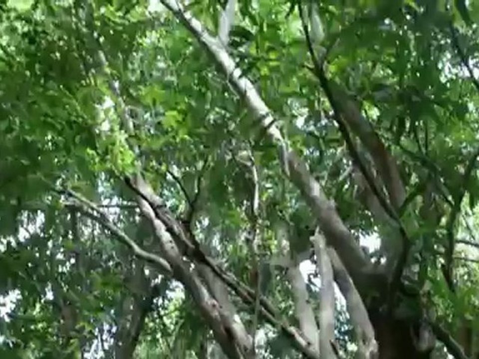 Rivière Indienne MW