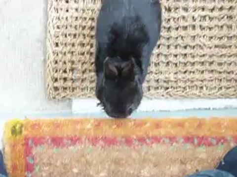 Vadrouille le petit lapin nain