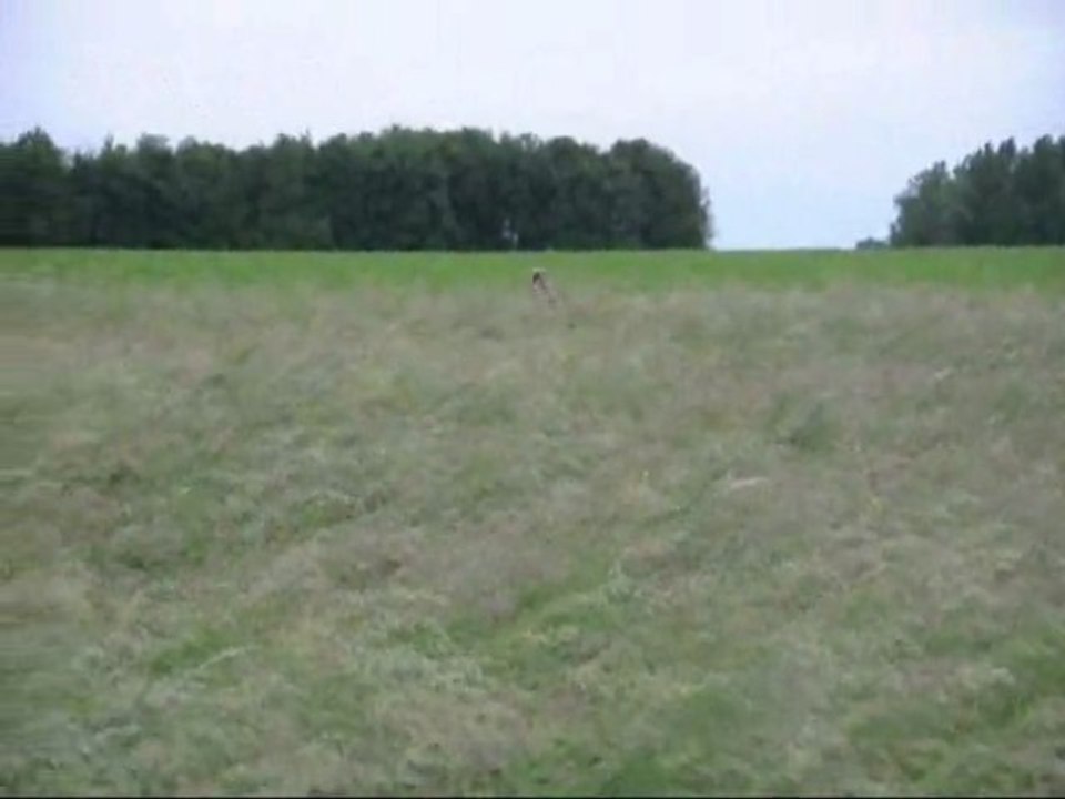Weimaraner Folie in the fields June 2012