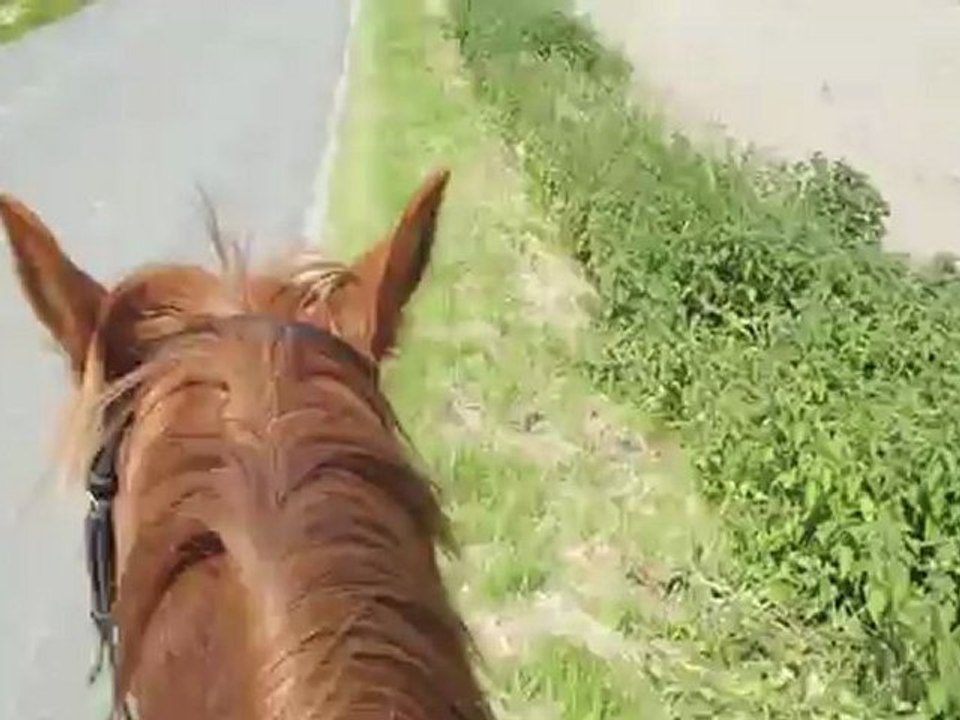 ♥ ~ Ballade avec mon Bourriquet ~ ♥