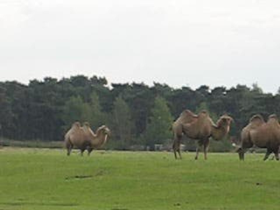 beekse bergen