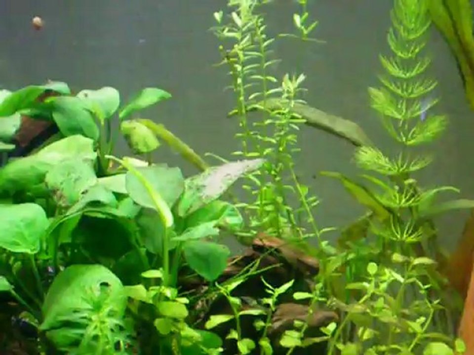 Reproduction scalaires 8, J3