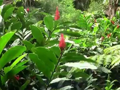 Antilles françaises: Guadeloupe