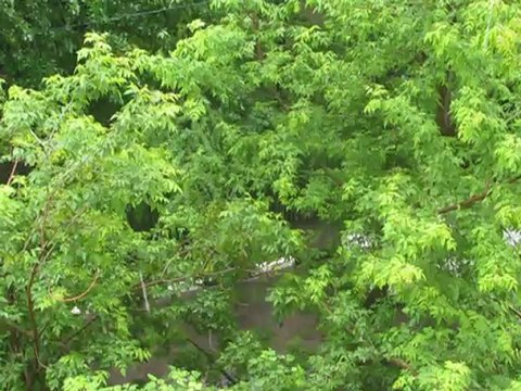 Ливень в Москве