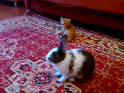 Chaton Vs. Lapin