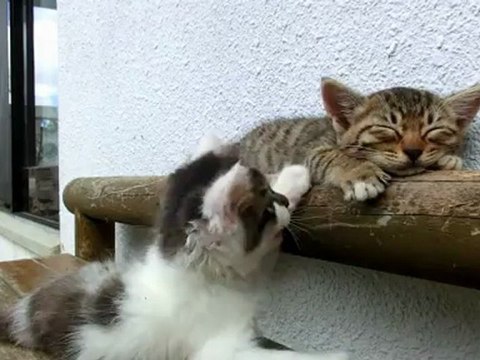 Chatons font une sieste