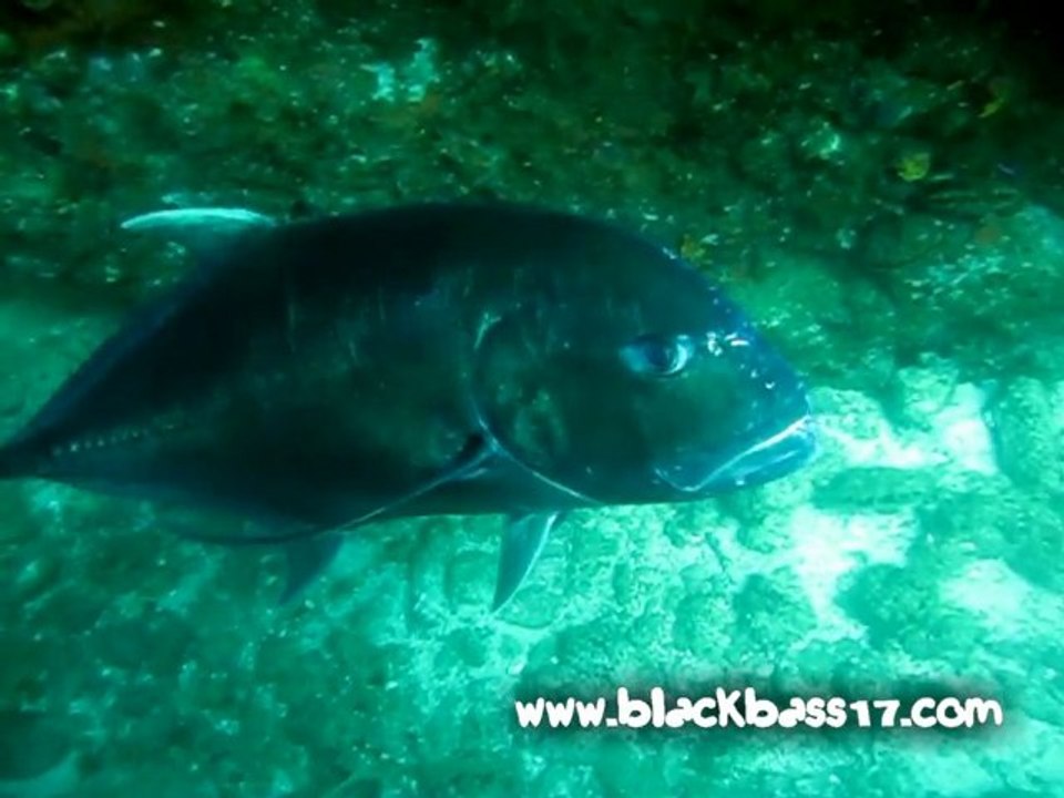 Plongée en mer d'oman- Tomy Journaux