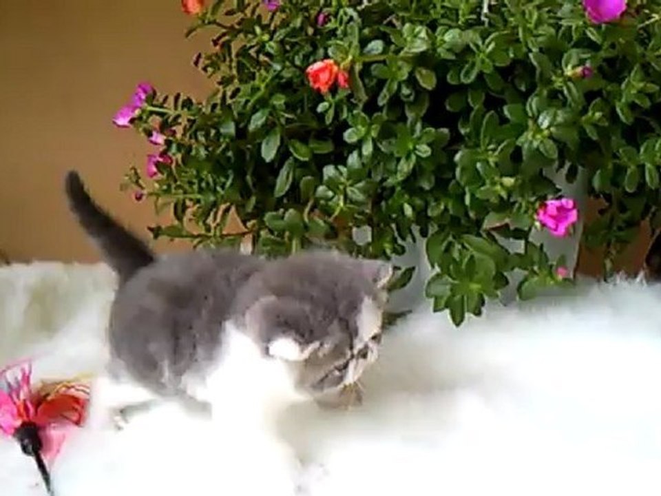 Helian exotic shorthair bleu et blanc