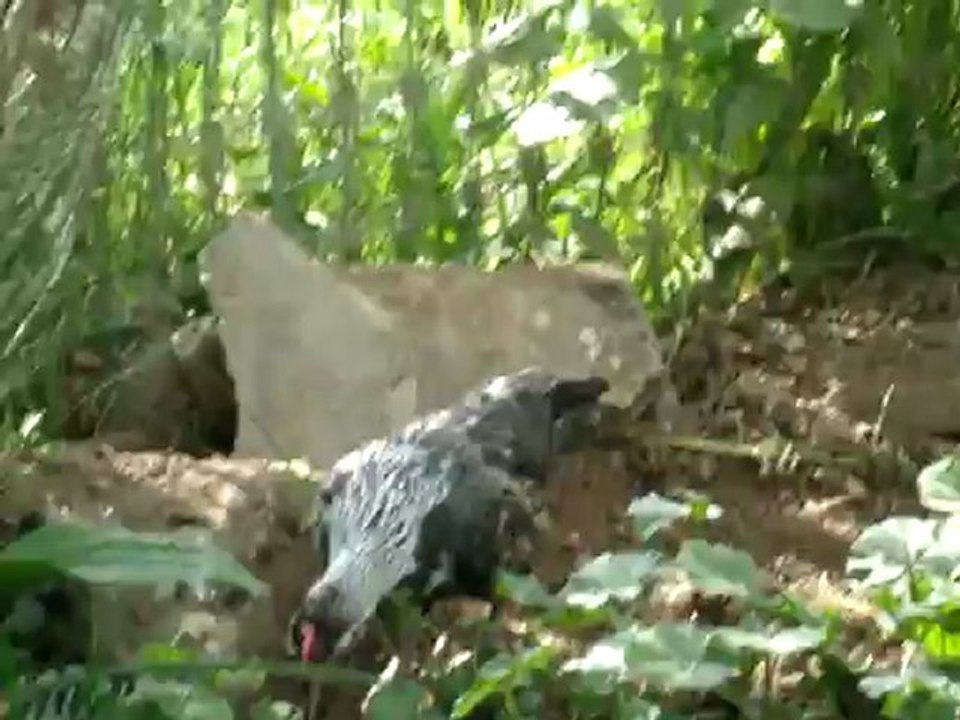 Poussins 2012 (2)