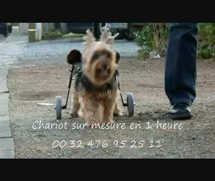 yorkshire avec un chariot pour animaux paralysés