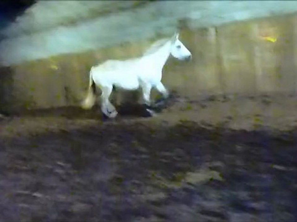 dernier saut