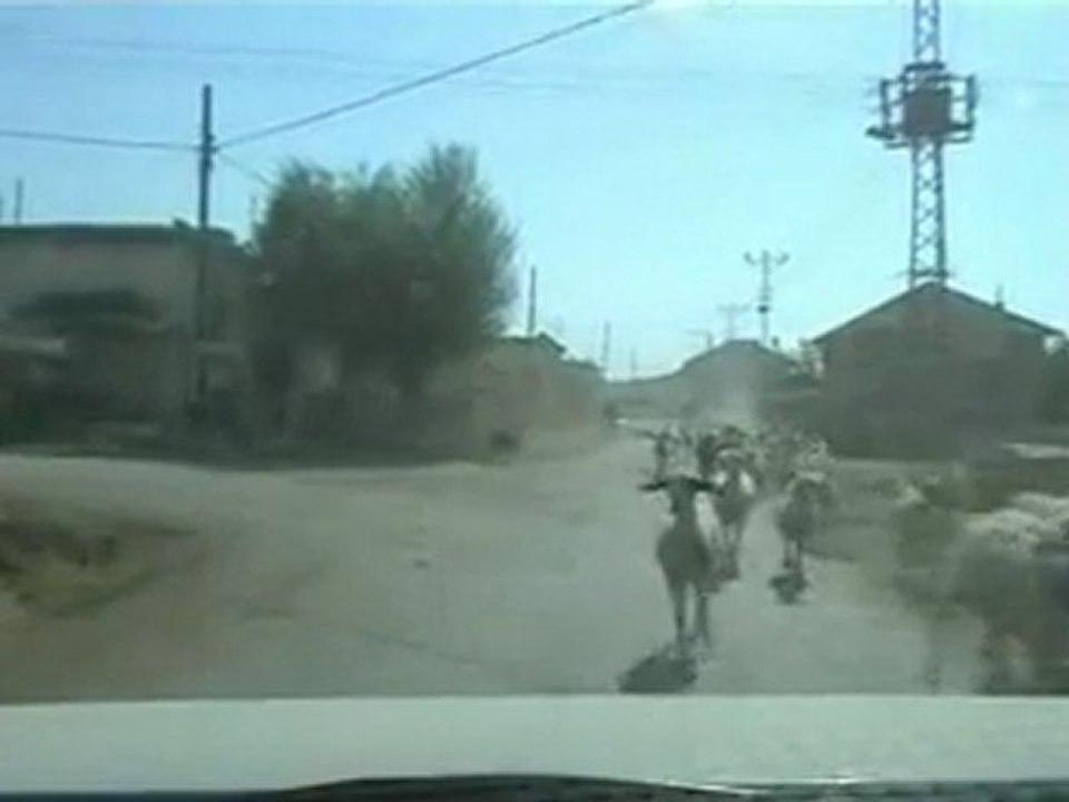 Gerdan Açık  Benler çok - Koyunlar sürüler ,köyümüzden,
