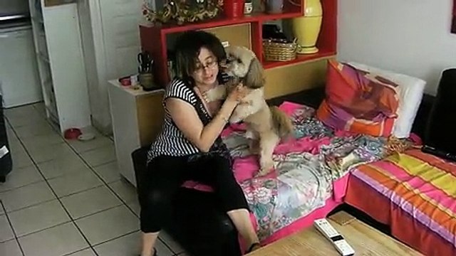 Dino le lhassa apso retrouve sa maitresse