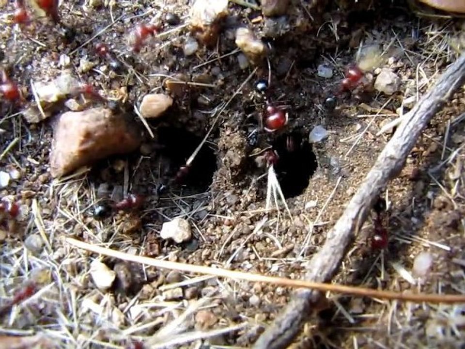 Les fourmis corses par Mo2