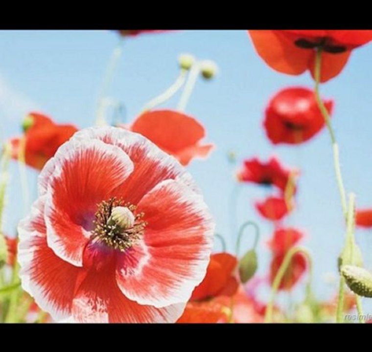 BENİM SULTANIM ŞÜKRÜ TOPRAK