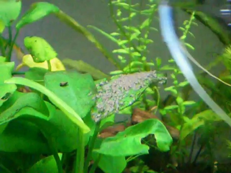 Reproduction scalaires 9, J4