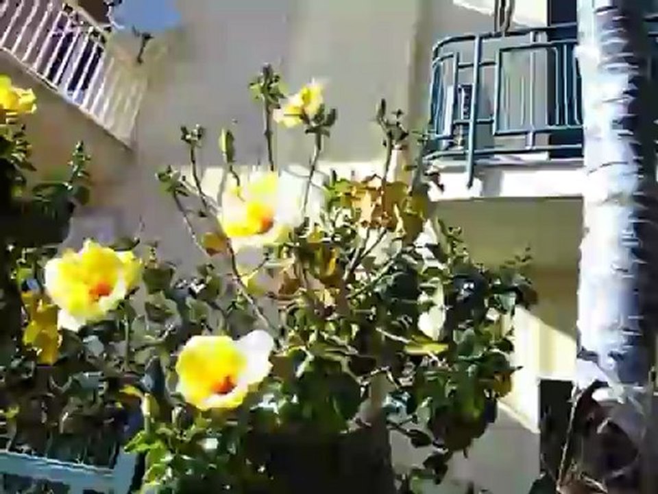 Gelber Hibiskus in Agrigent, Sizilien