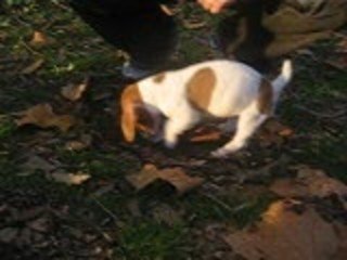 anis au parc de la tete d'or